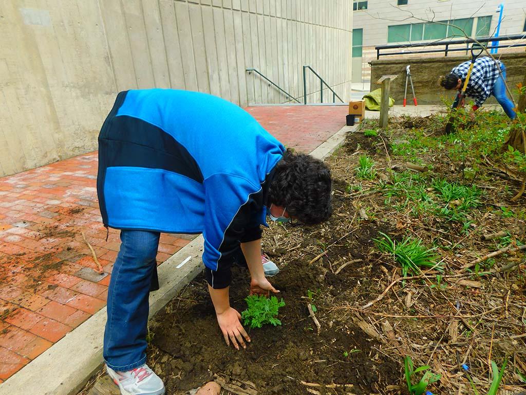 volunteers planting small plants