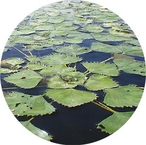 水生植物