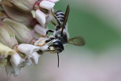 Megachile pugnata