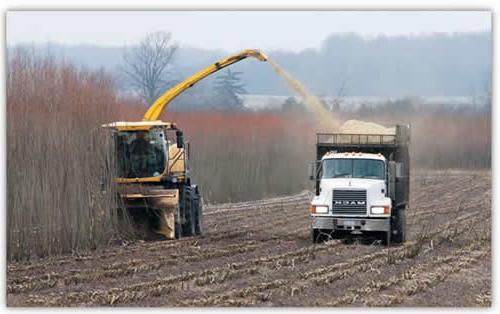 Harvesting Willow